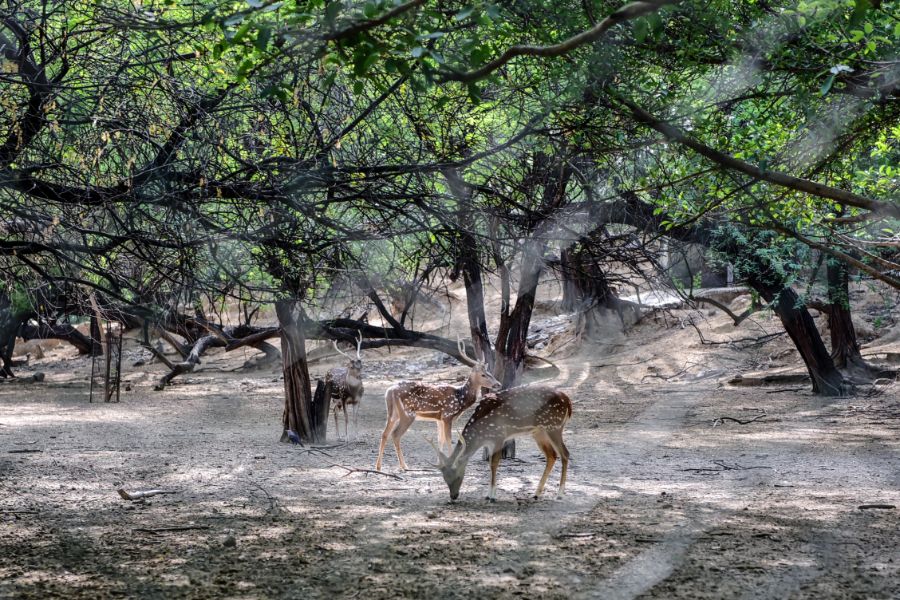 Deer Park delhi